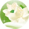 perlana-gardenia-mini